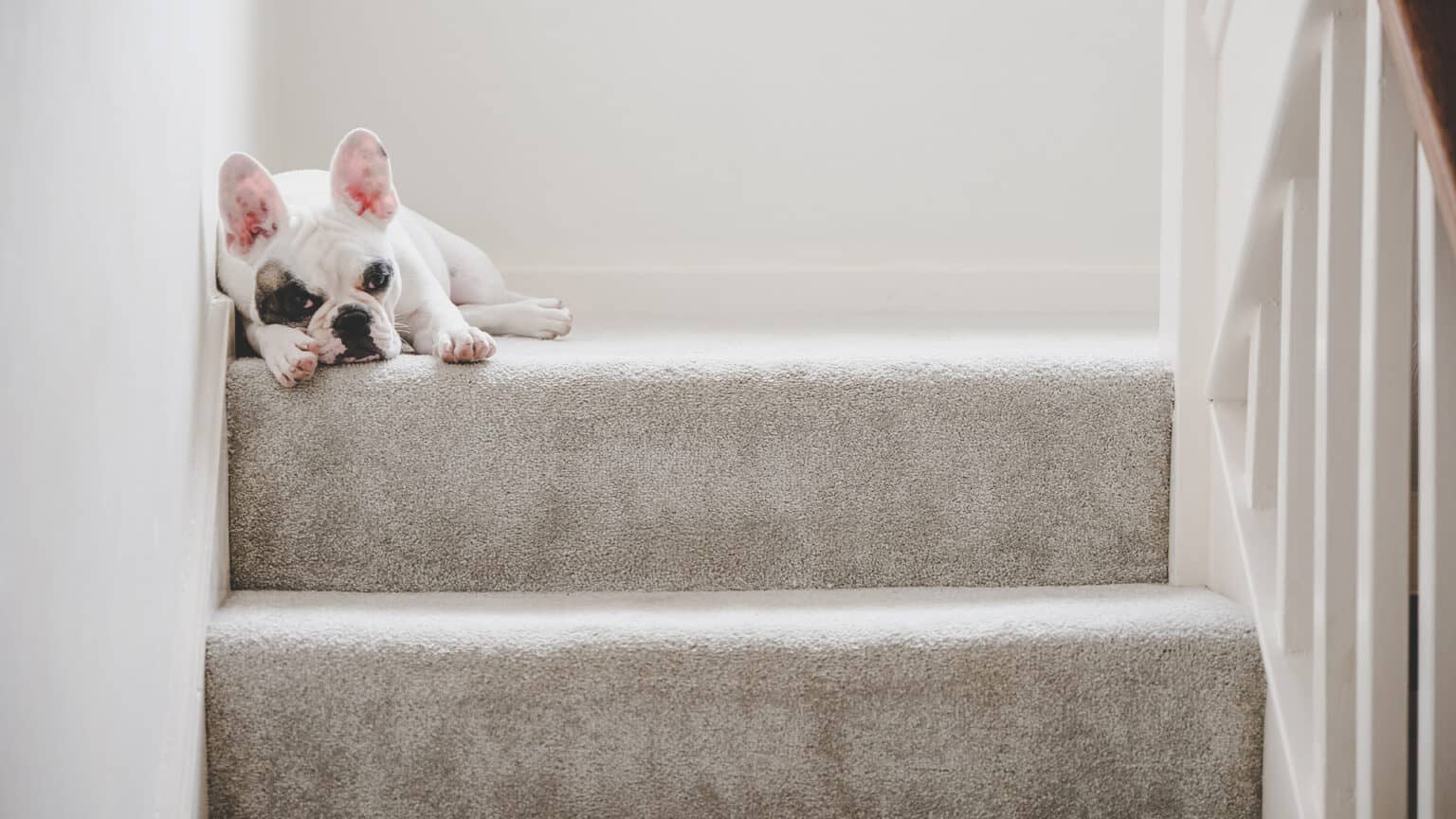 The Best Carpet Underlays For Stairs & Stair Runners (2024)